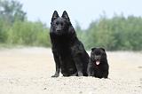 SCHIPPERKE 495